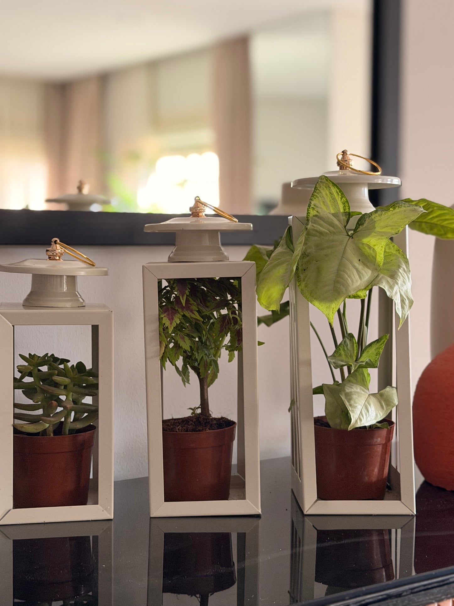 Plant Lantern