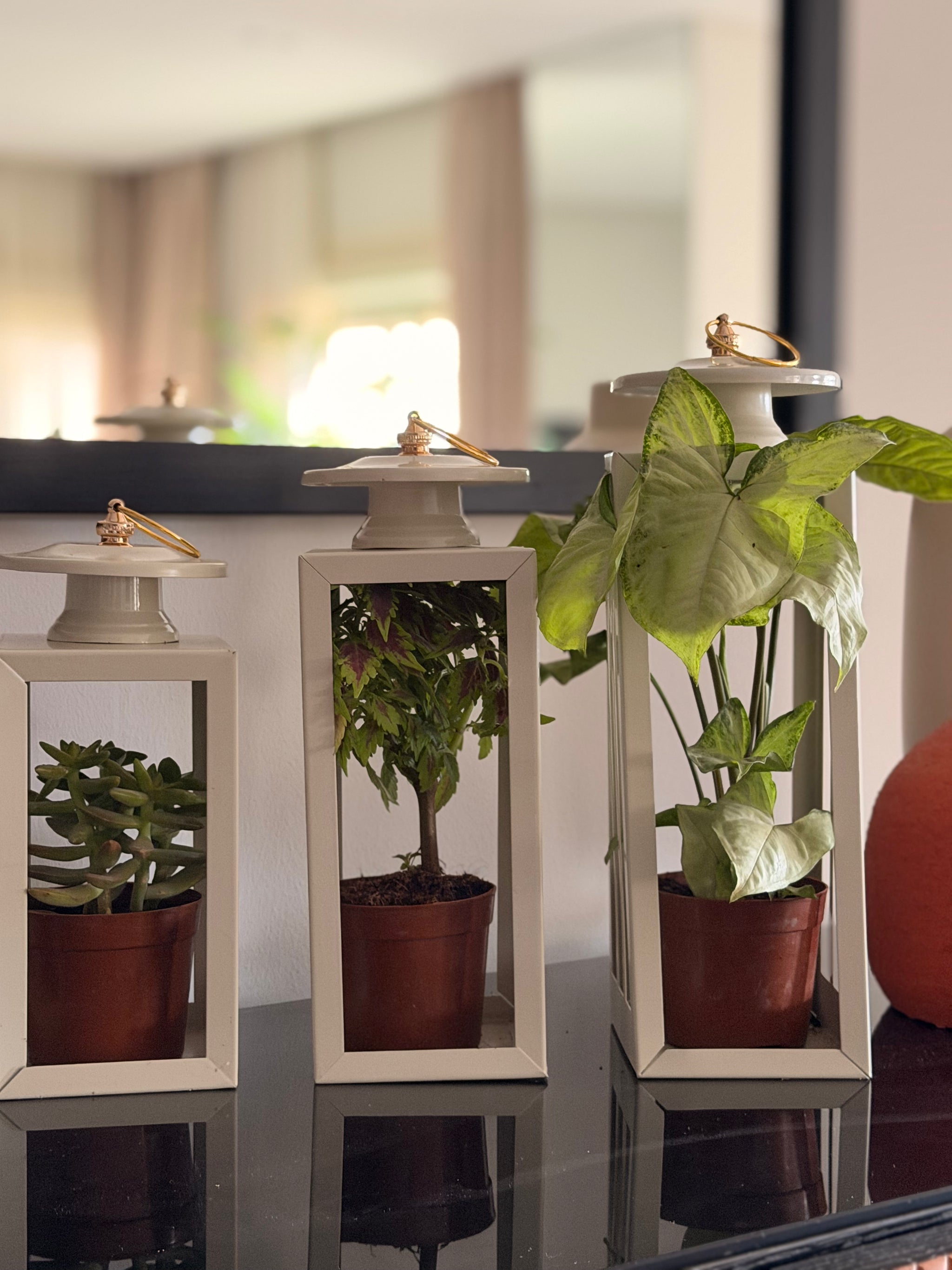 Plant Lantern