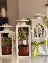 Plant Lantern