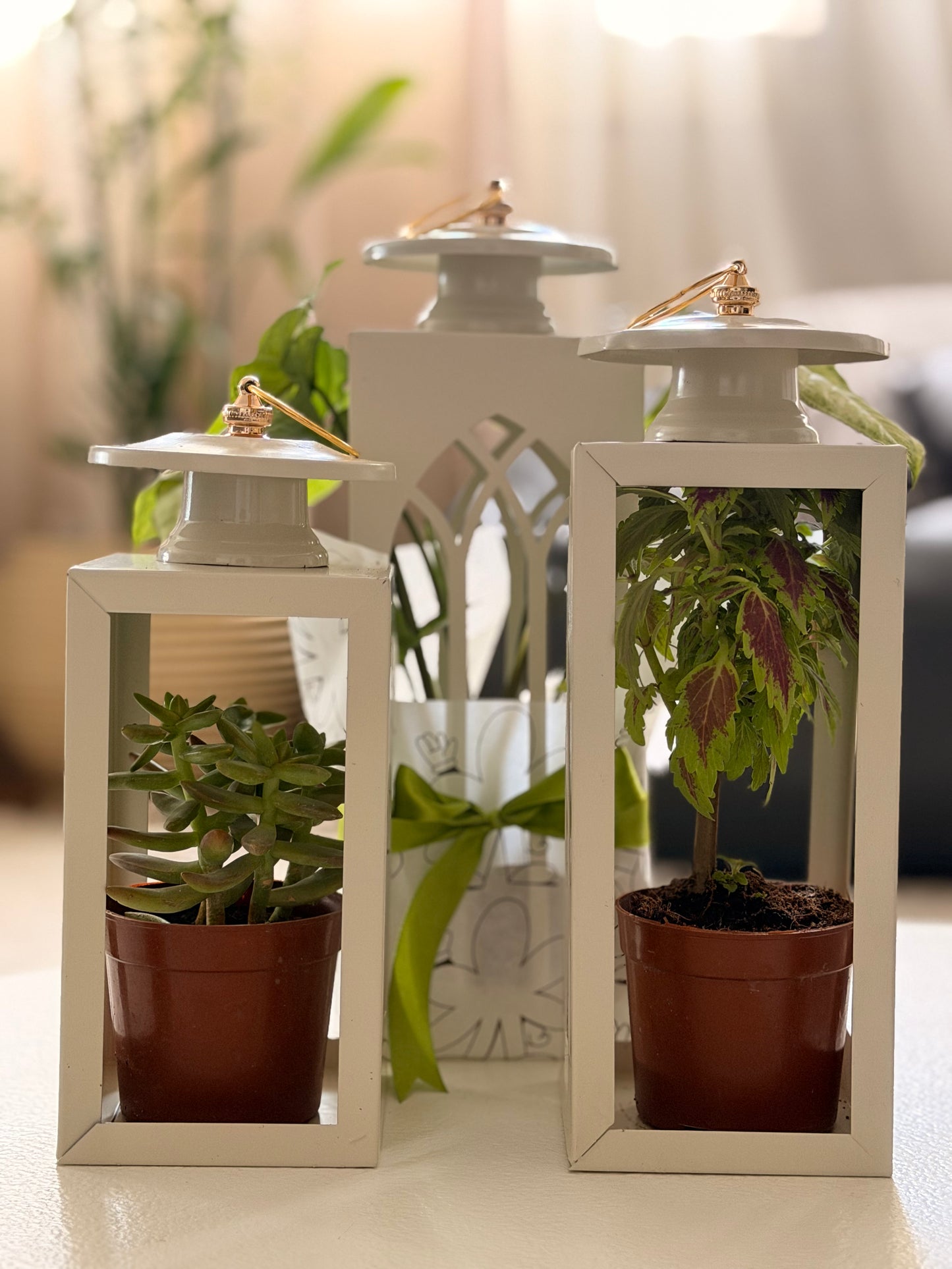 Plant Lantern