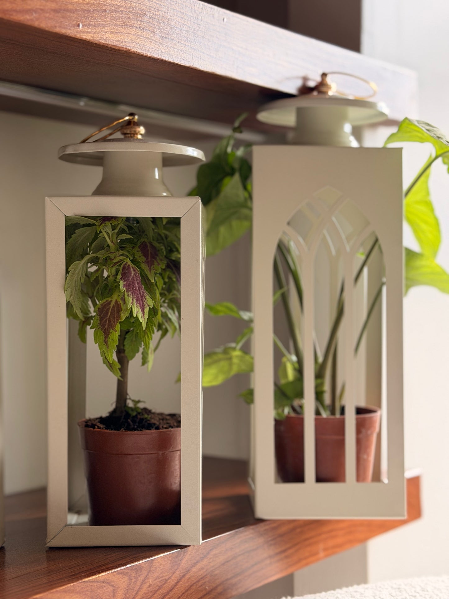 Plant Lantern