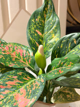 Aglaonema in LECA Vase 🌿