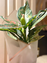 Aglaonema in LECA Vase 🌿