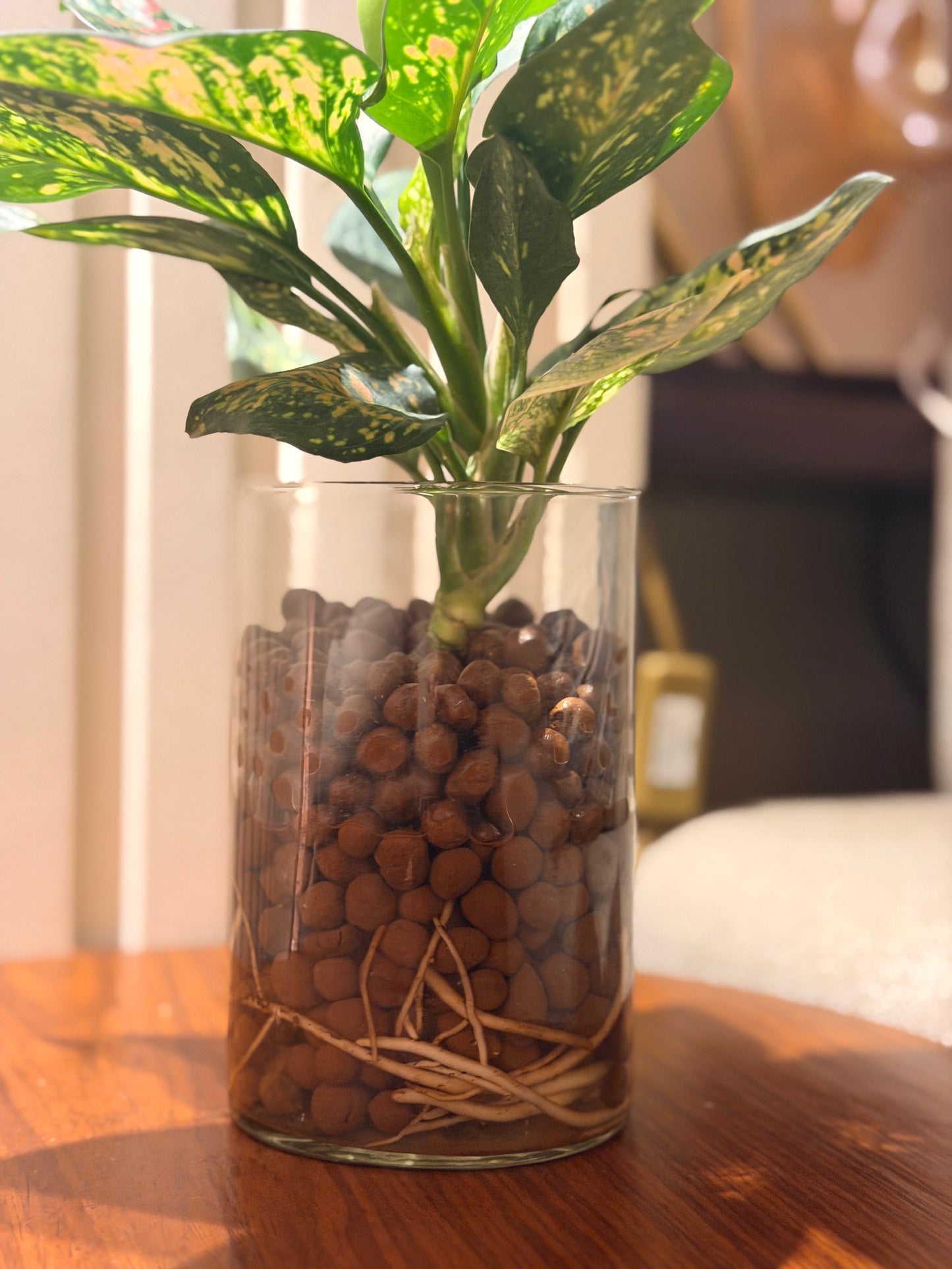 Aglaonema in LECA Vase 🌿