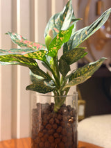 Aglaonema in LECA Vase 🌿