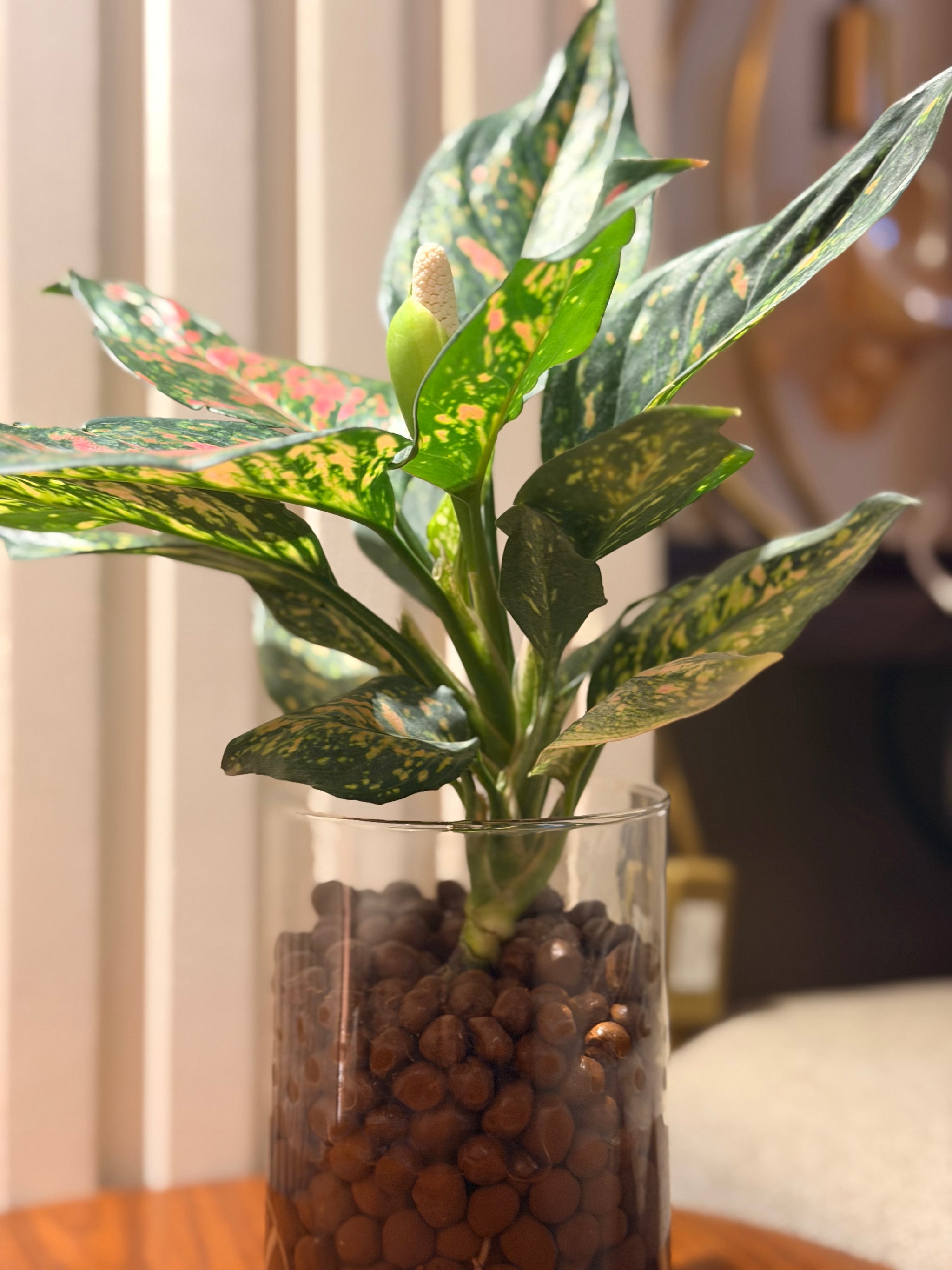 Aglaonema in LECA Vase 🌿