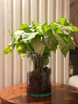 Syngonium bouquet in Vase 🌿