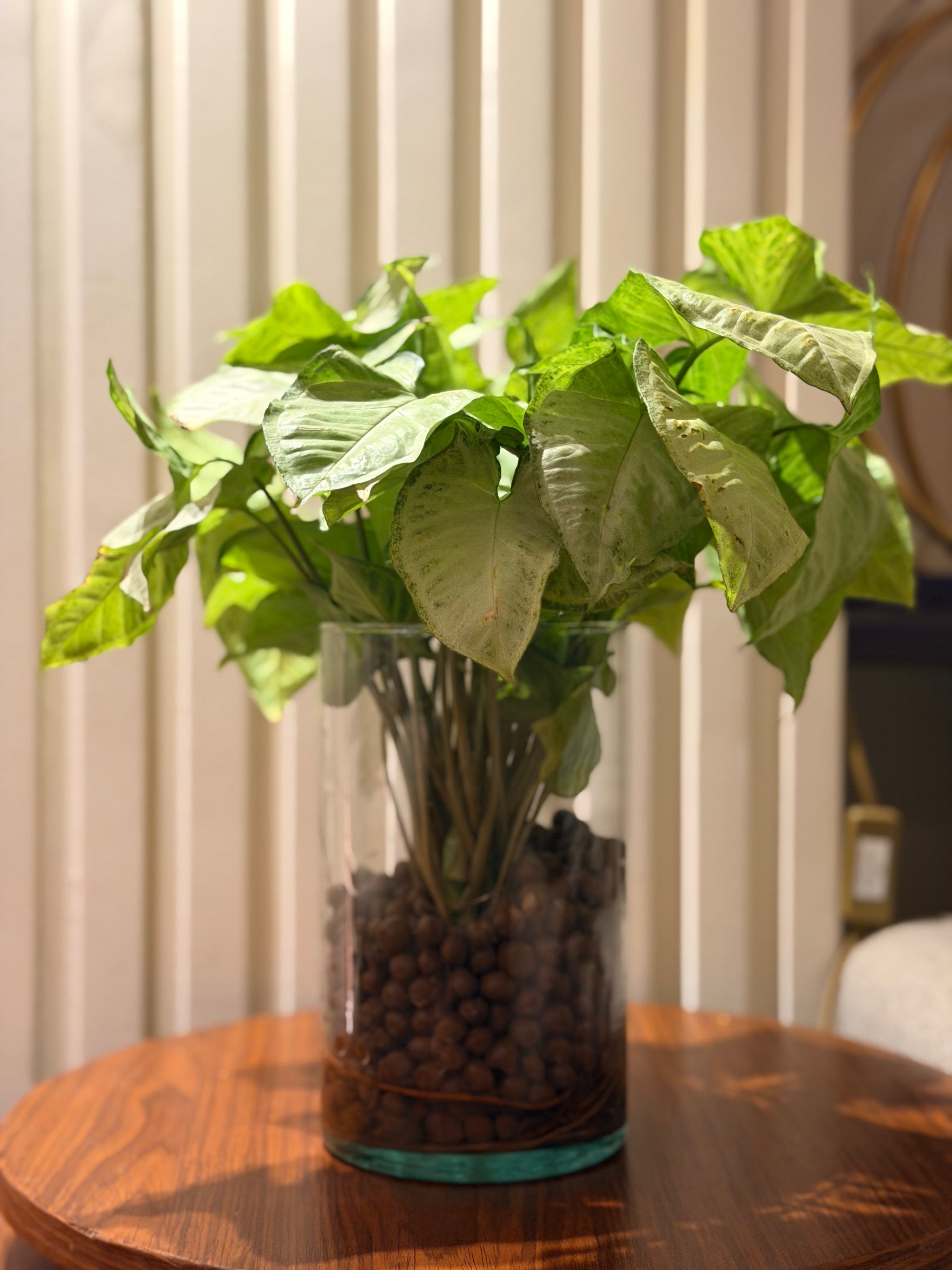 Syngonium bouquet in Vase 🌿