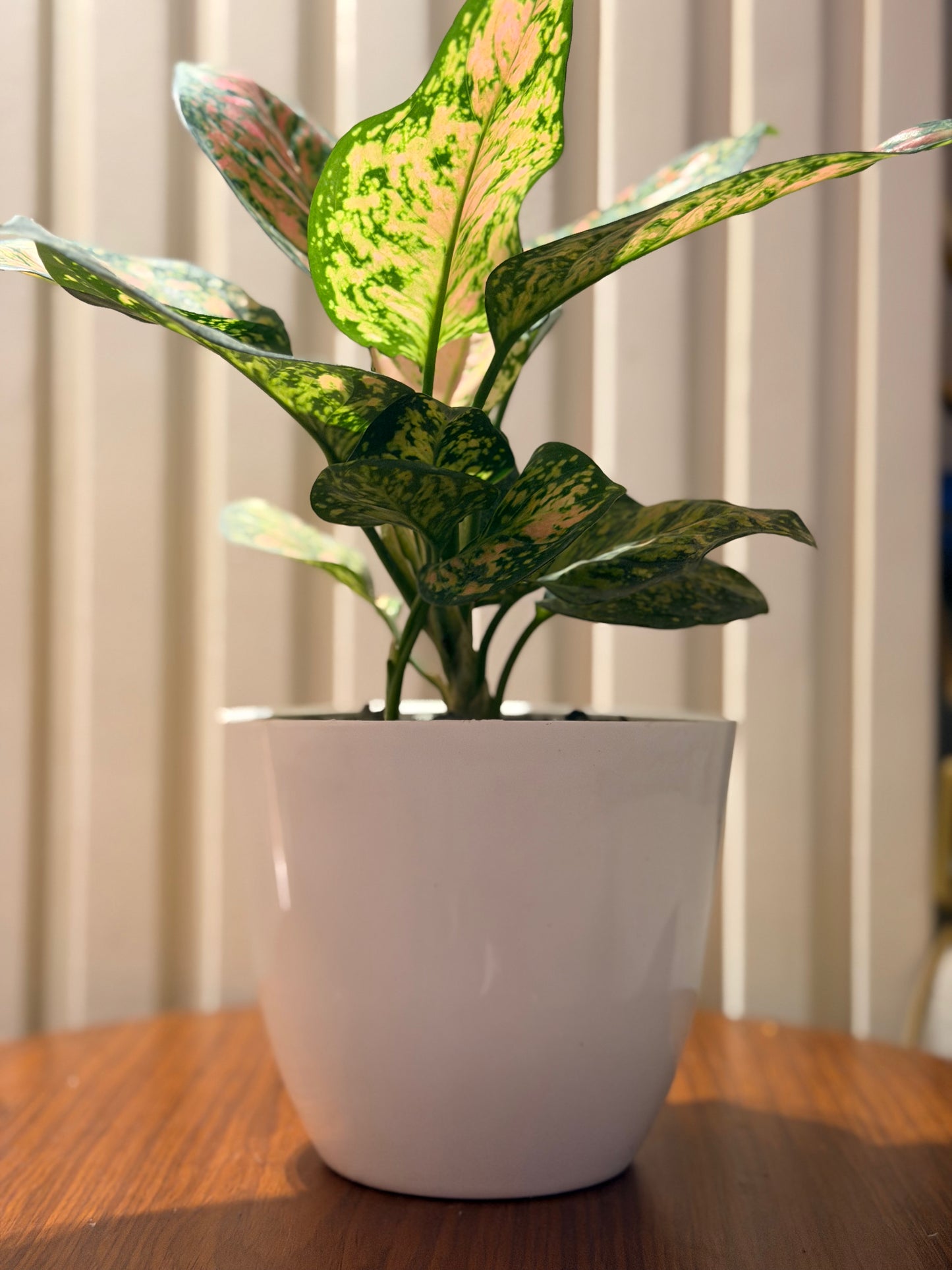 Pink Dalmatian in Minimalist Pot 🌿