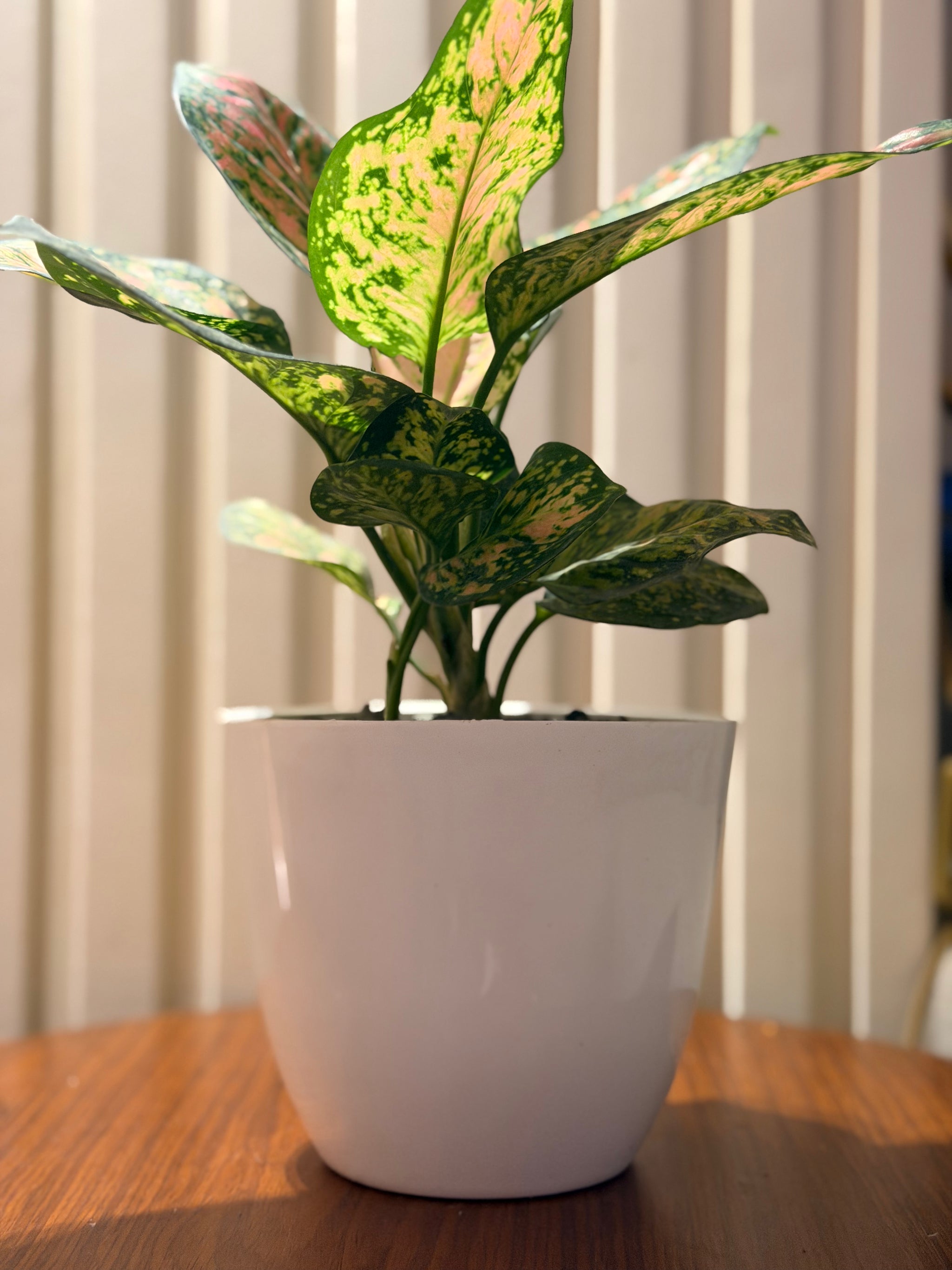 Pink Dalmatian in Minimalist Pot 🌿