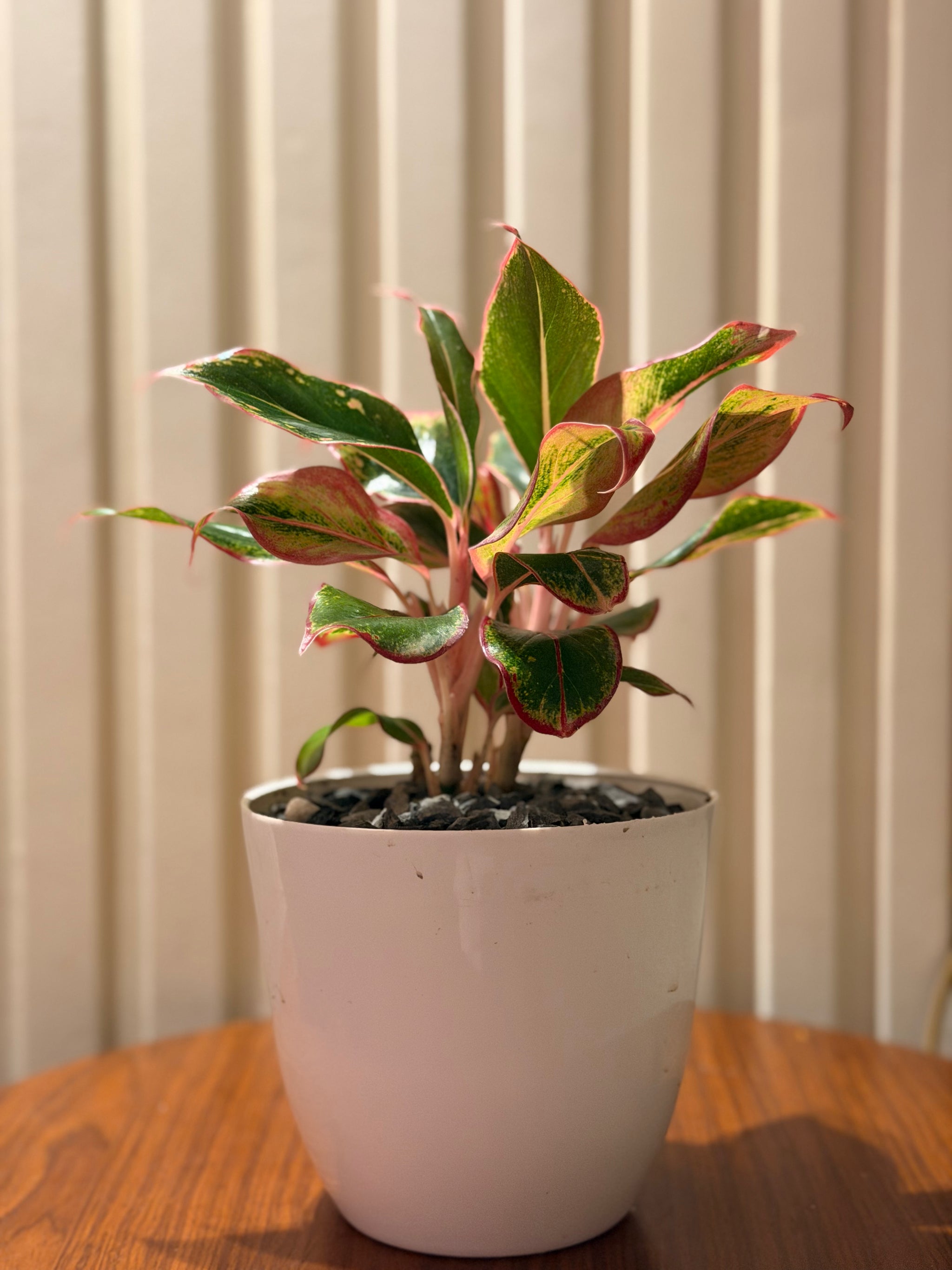 Siam Aurora in Minimalist Pot 🌿