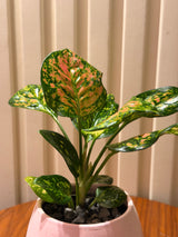 Mini Pink Aglaonema 🌸