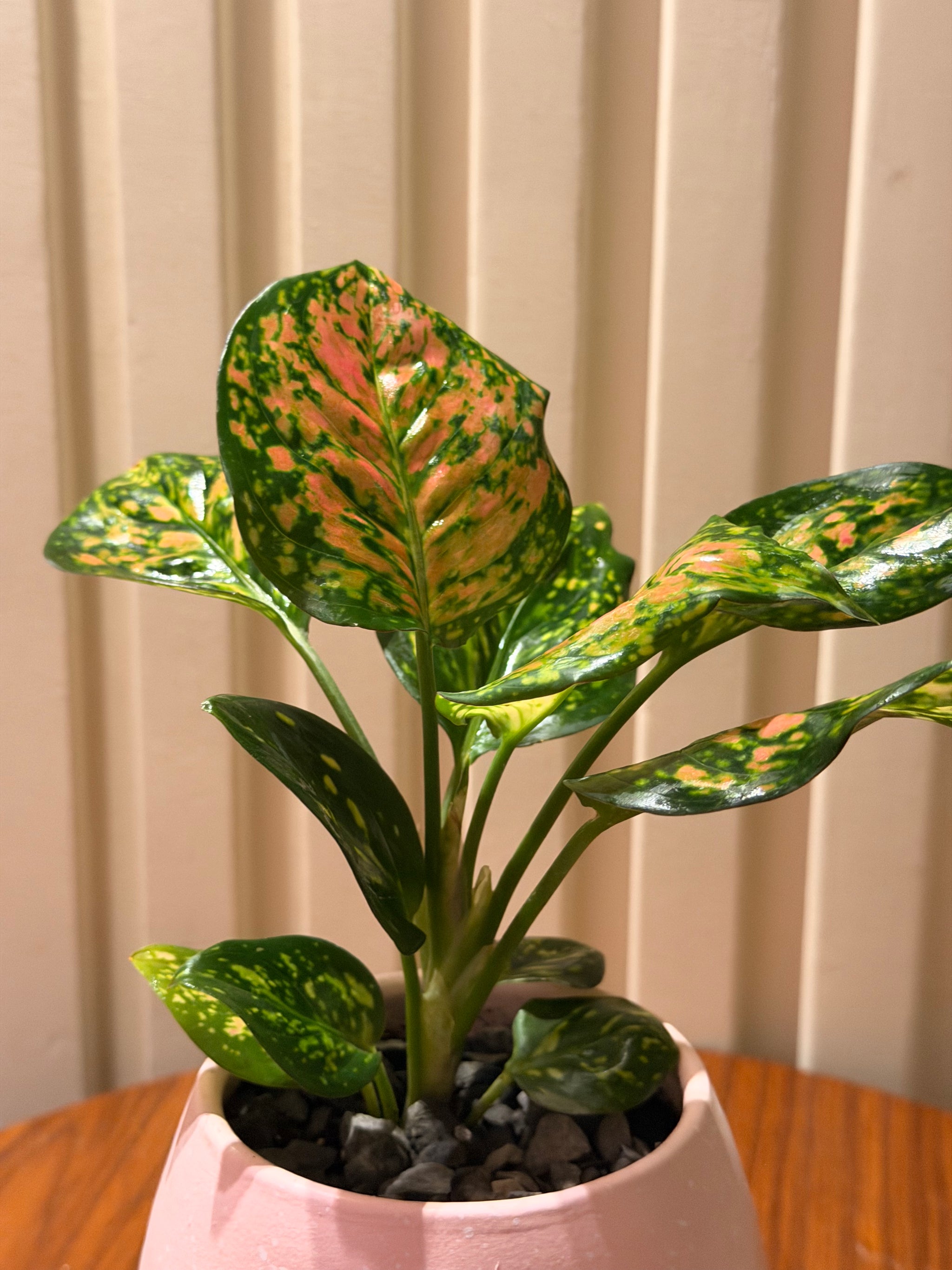 Mini Pink Aglaonema 🌸