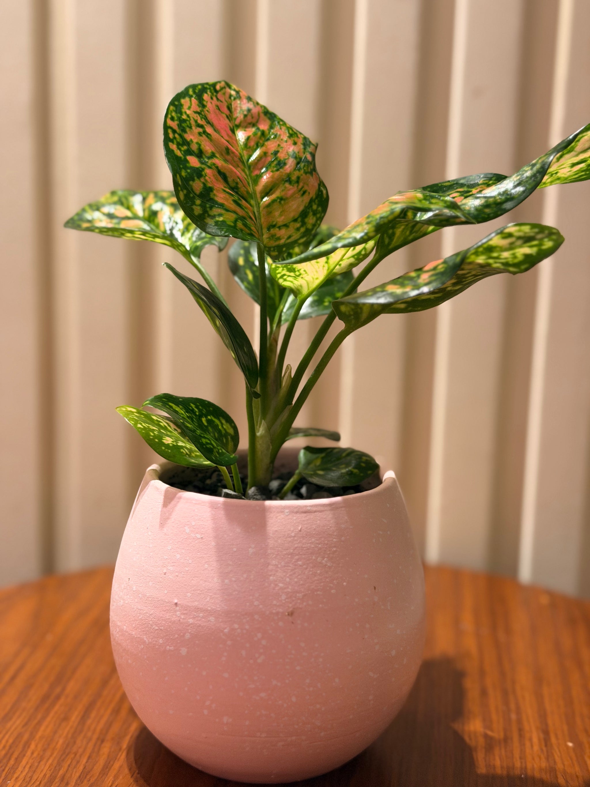 Mini Pink Aglaonema 🌸
