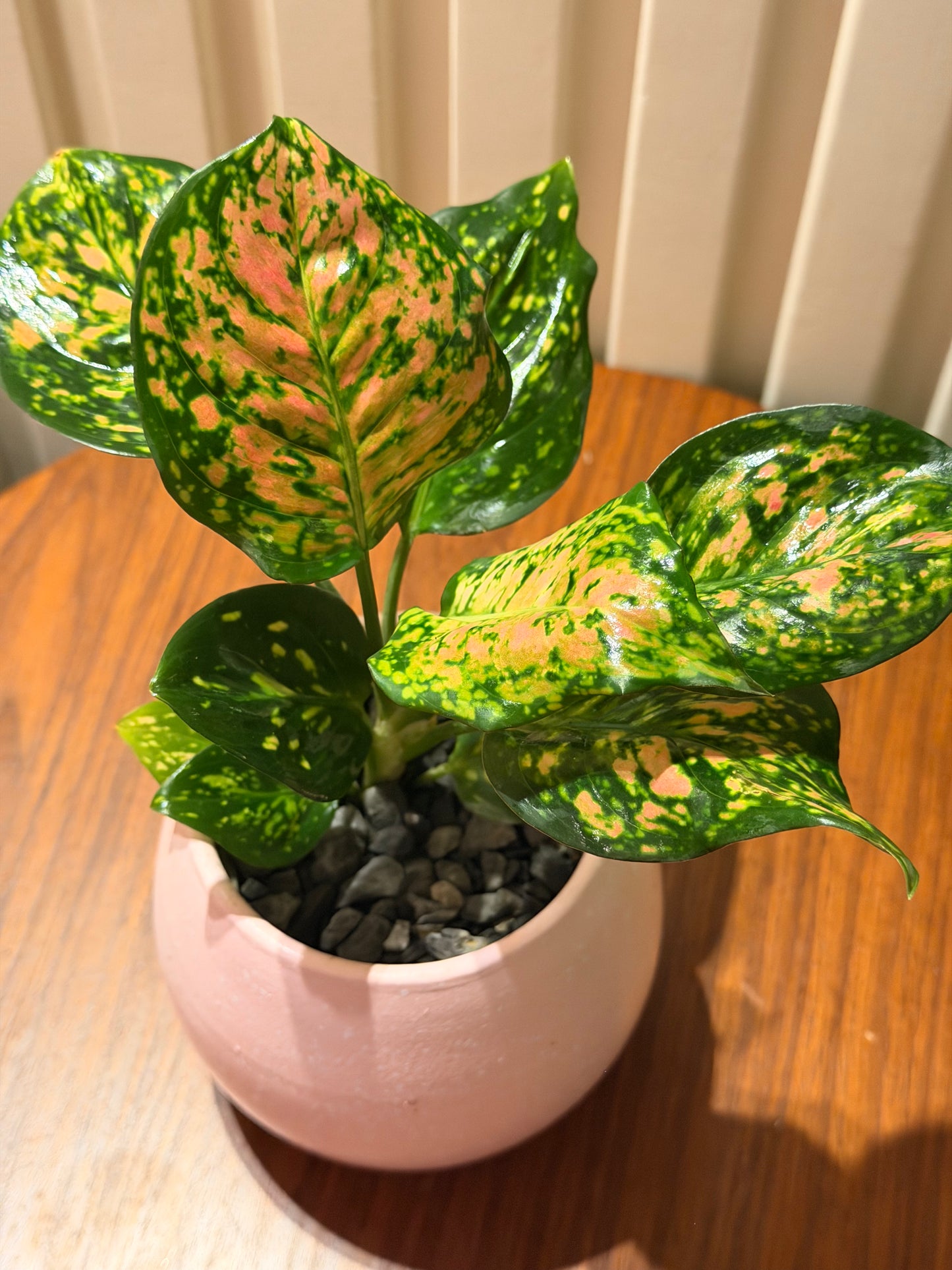 Mini Pink Aglaonema 🌸