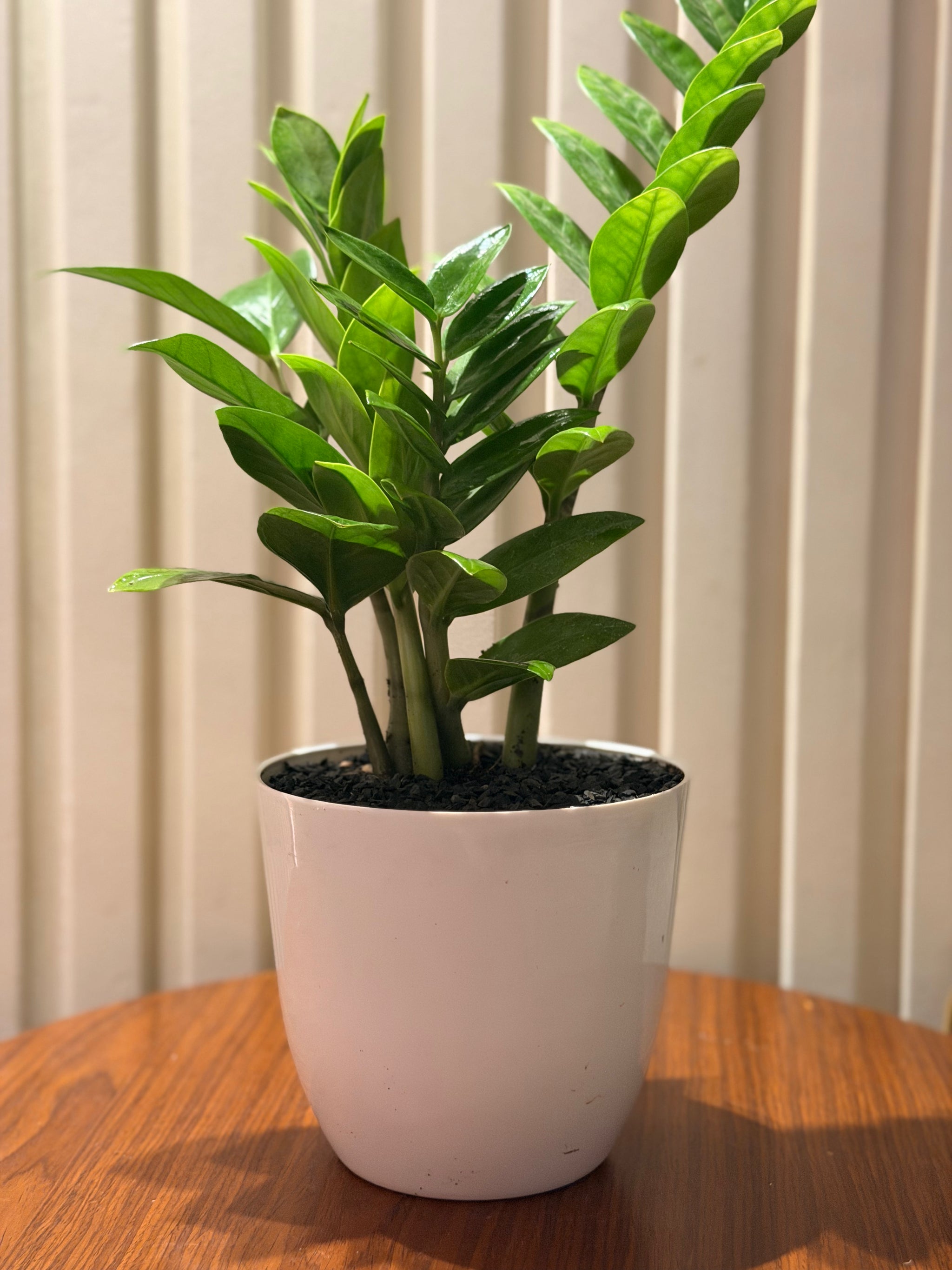 ZZ in minimalist pot