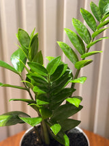 ZZ in minimalist pot