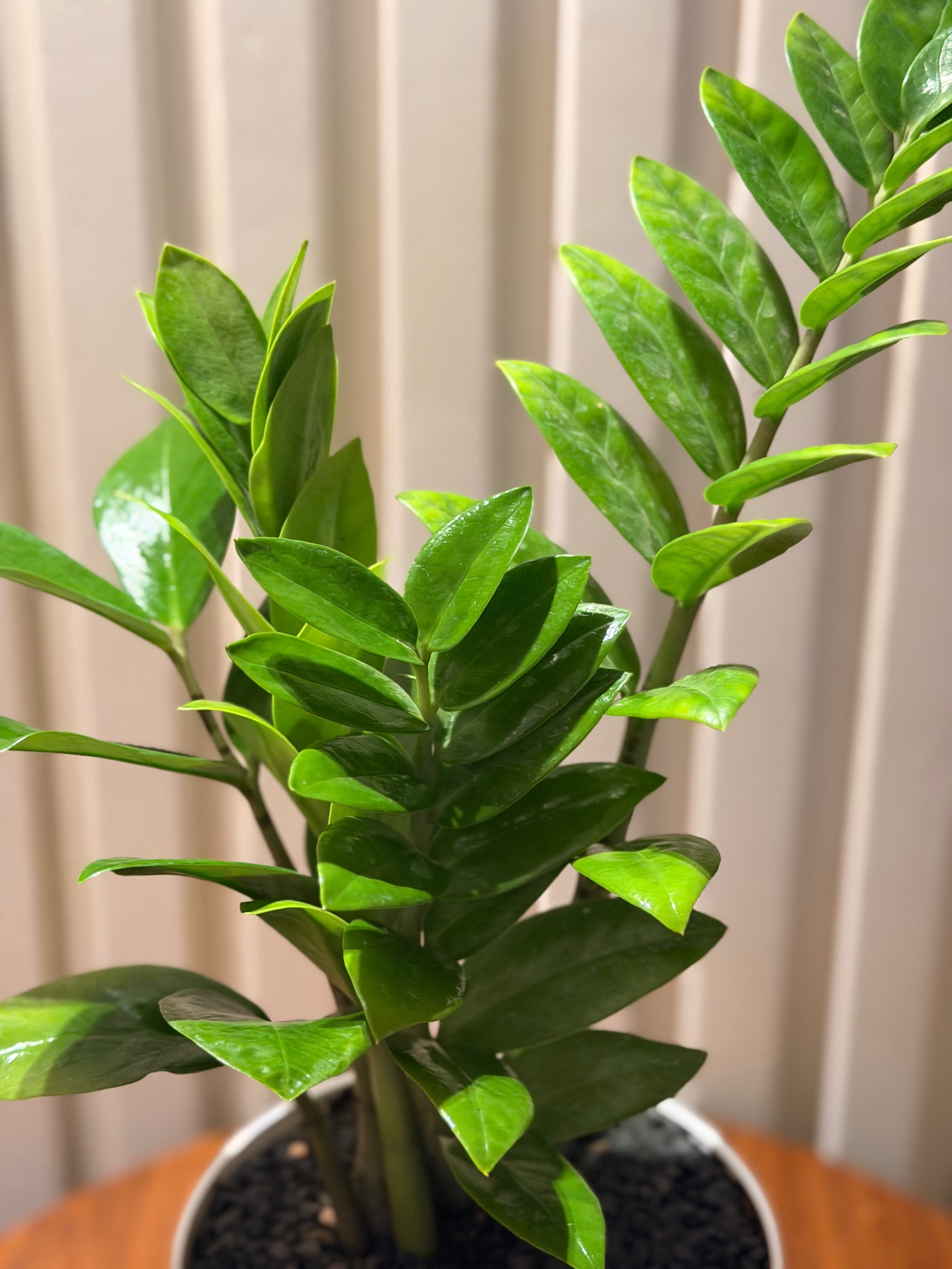 ZZ in minimalist pot