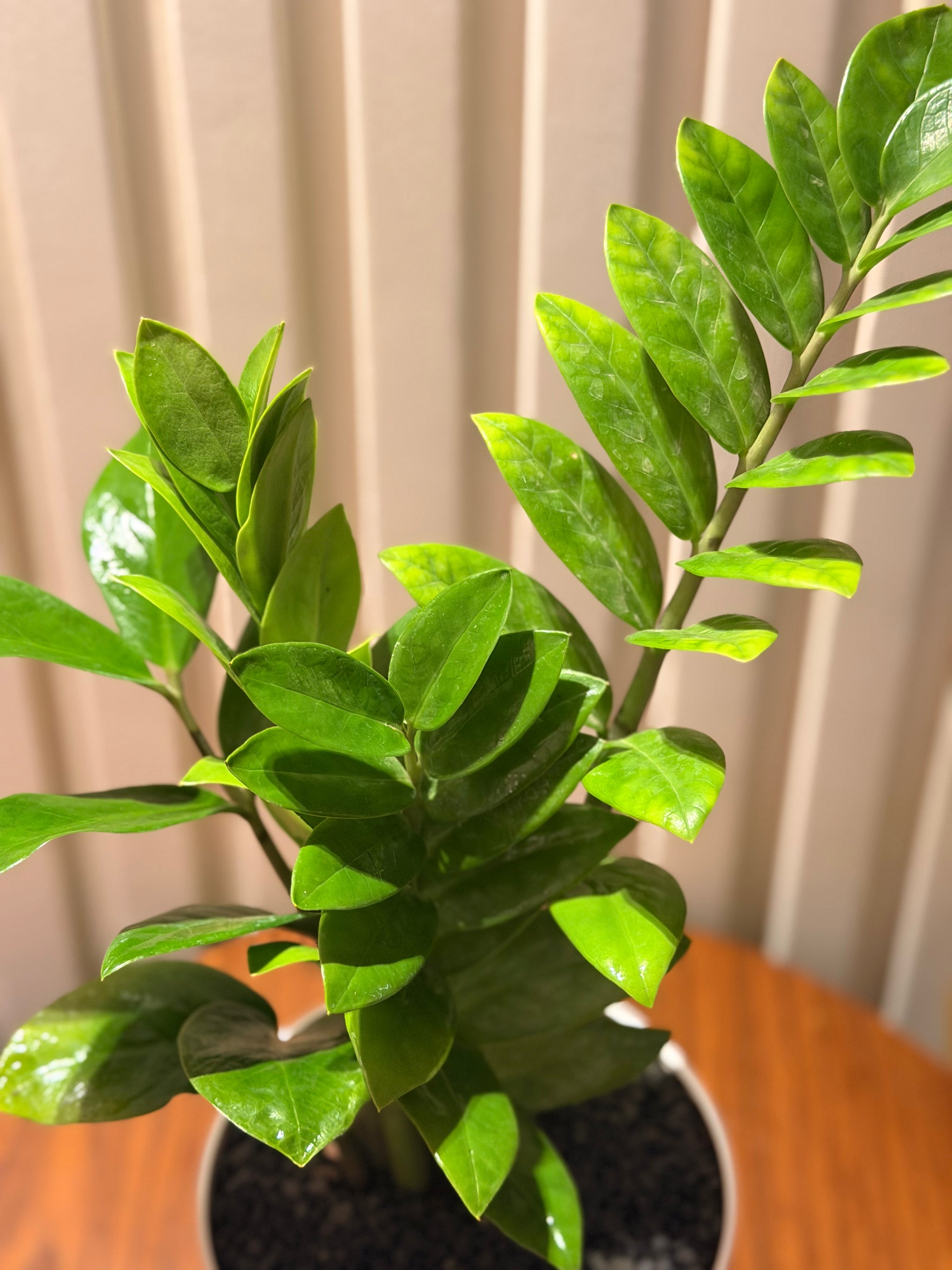 ZZ in minimalist pot