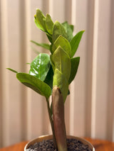 ZZ in minimalist pot