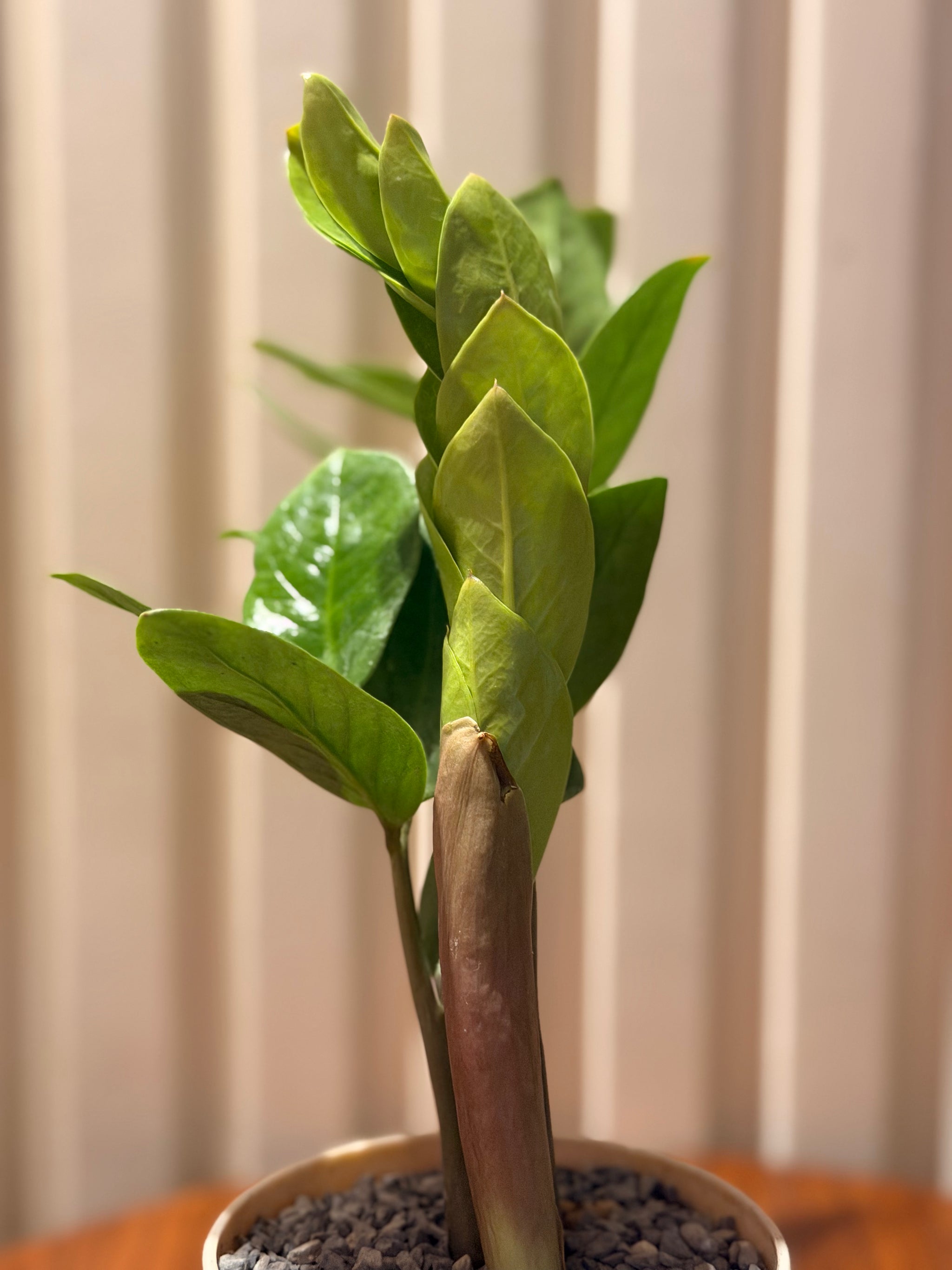 ZZ in minimalist pot