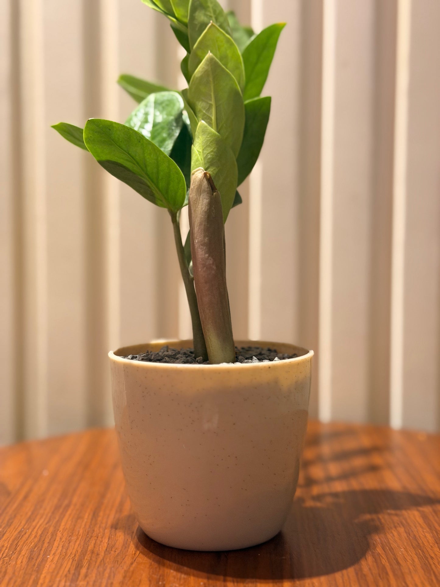 ZZ in minimalist pot