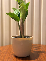ZZ in minimalist pot