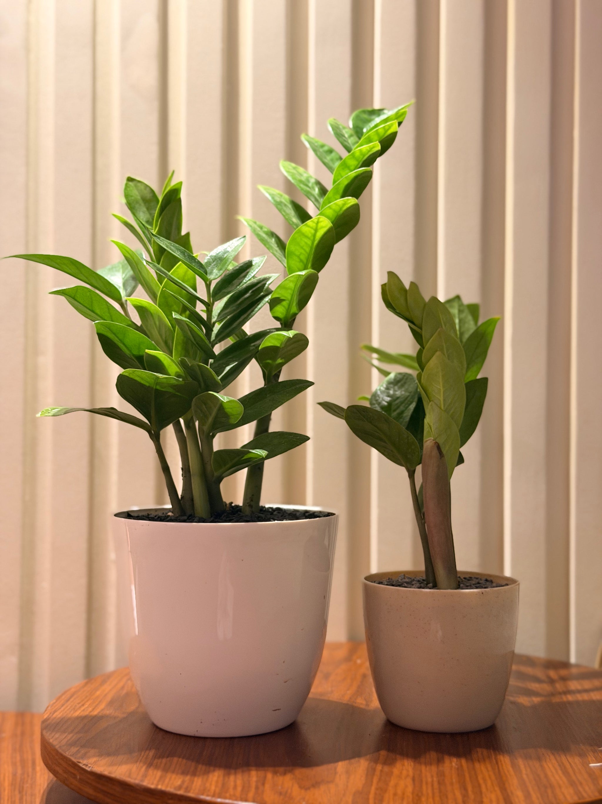 ZZ in minimalist pot