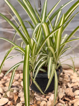 Spider Plant