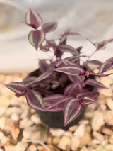 Inch Plant (Tradescantia)