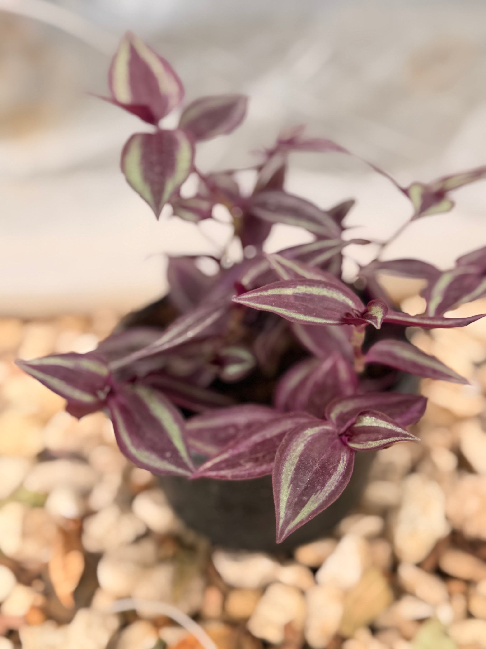 Inch Plant (Tradescantia)
