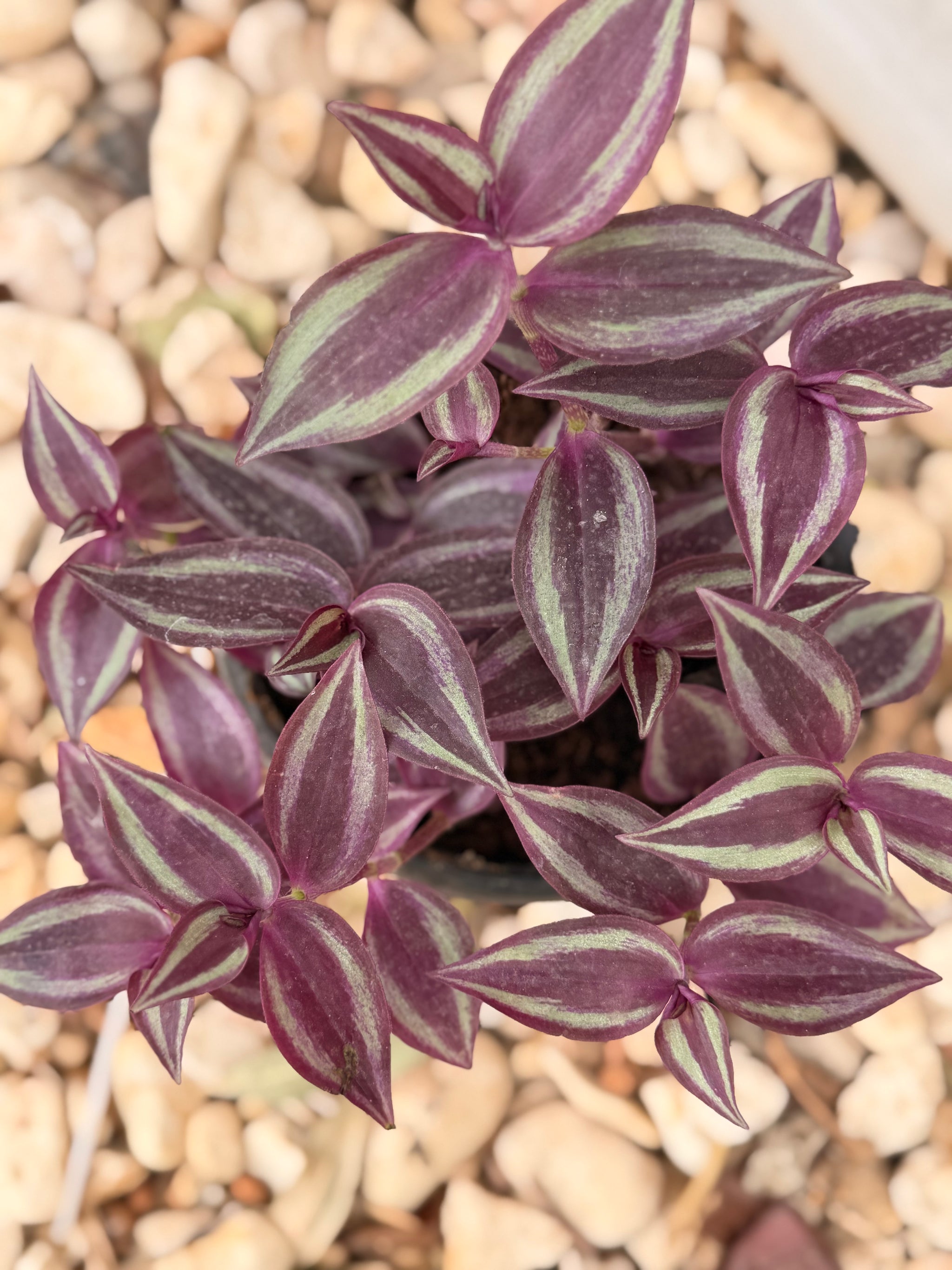 Inch Plant (Tradescantia)