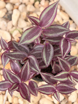 Inch Plant (Tradescantia)