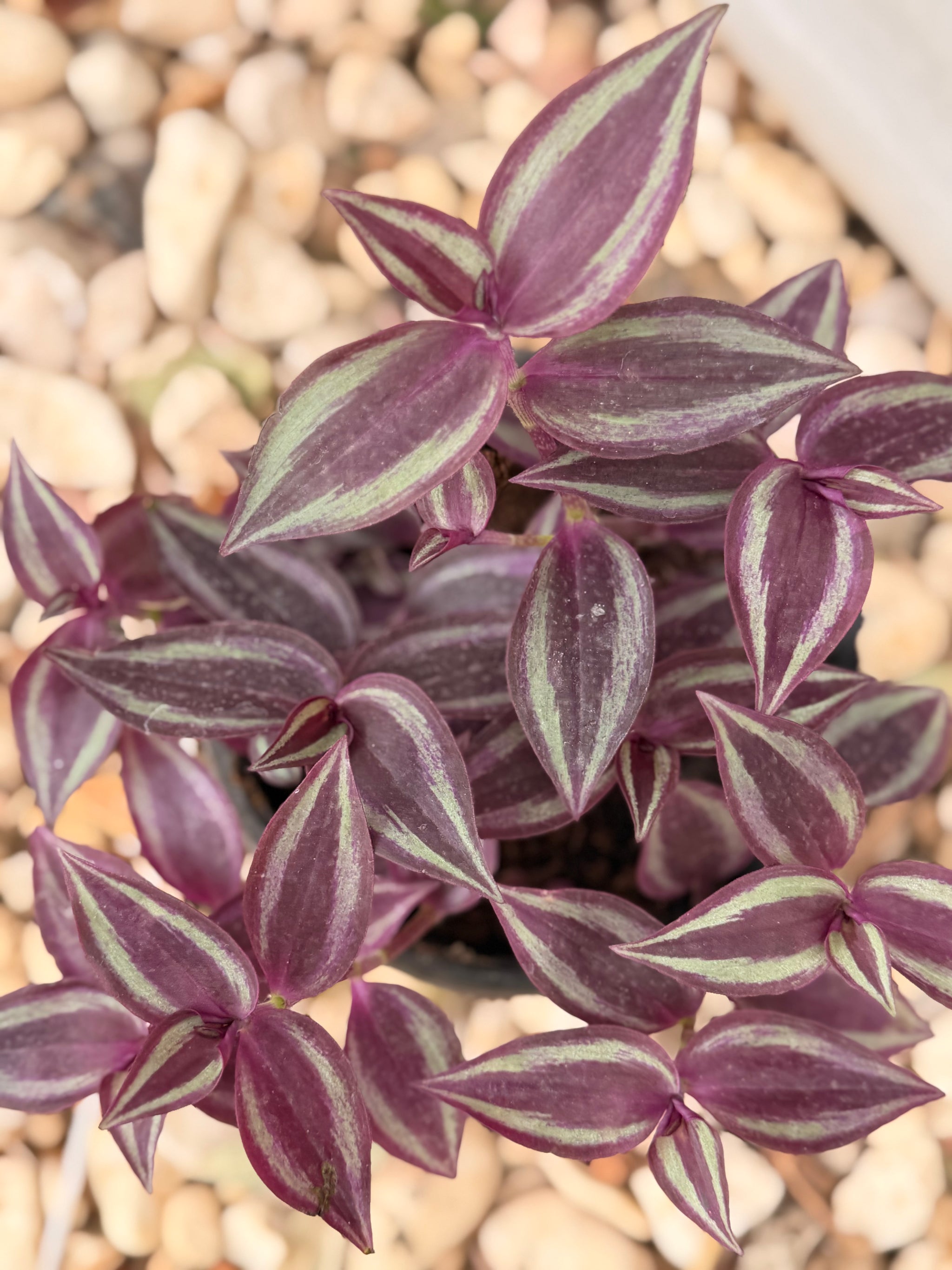 Inch Plant (Tradescantia)