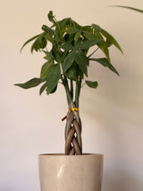 Money Tree
