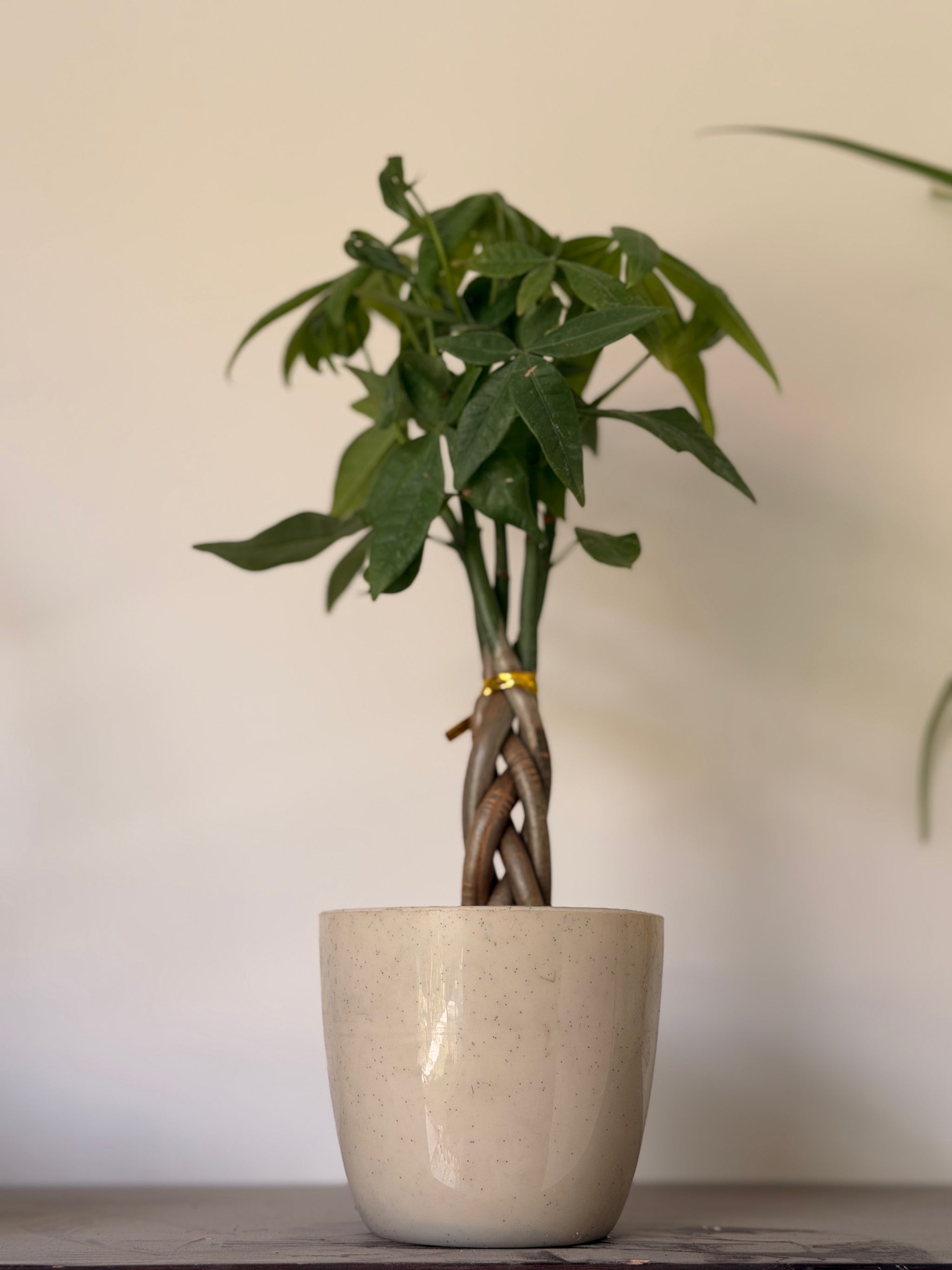 Money Tree