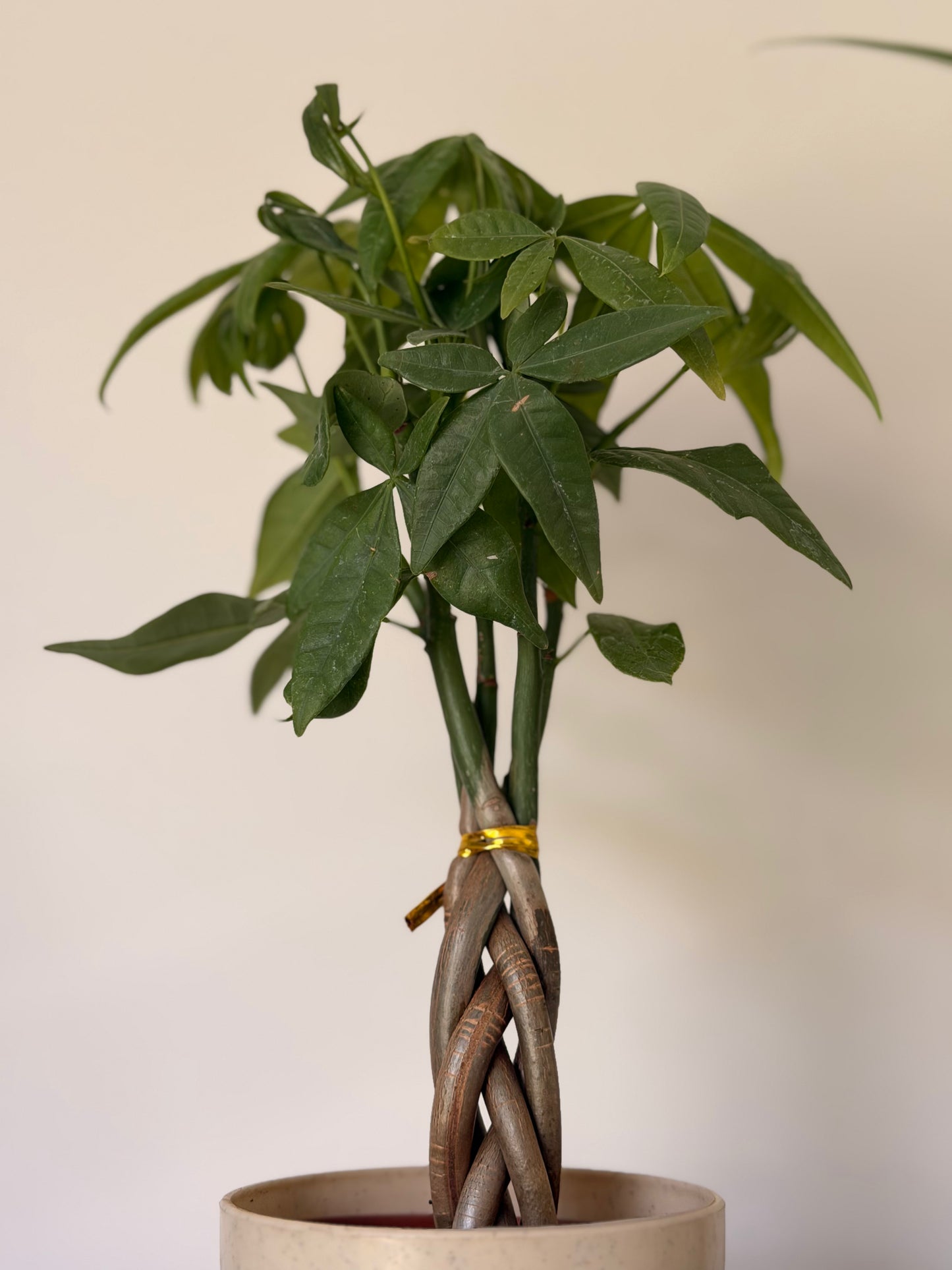 Money Tree