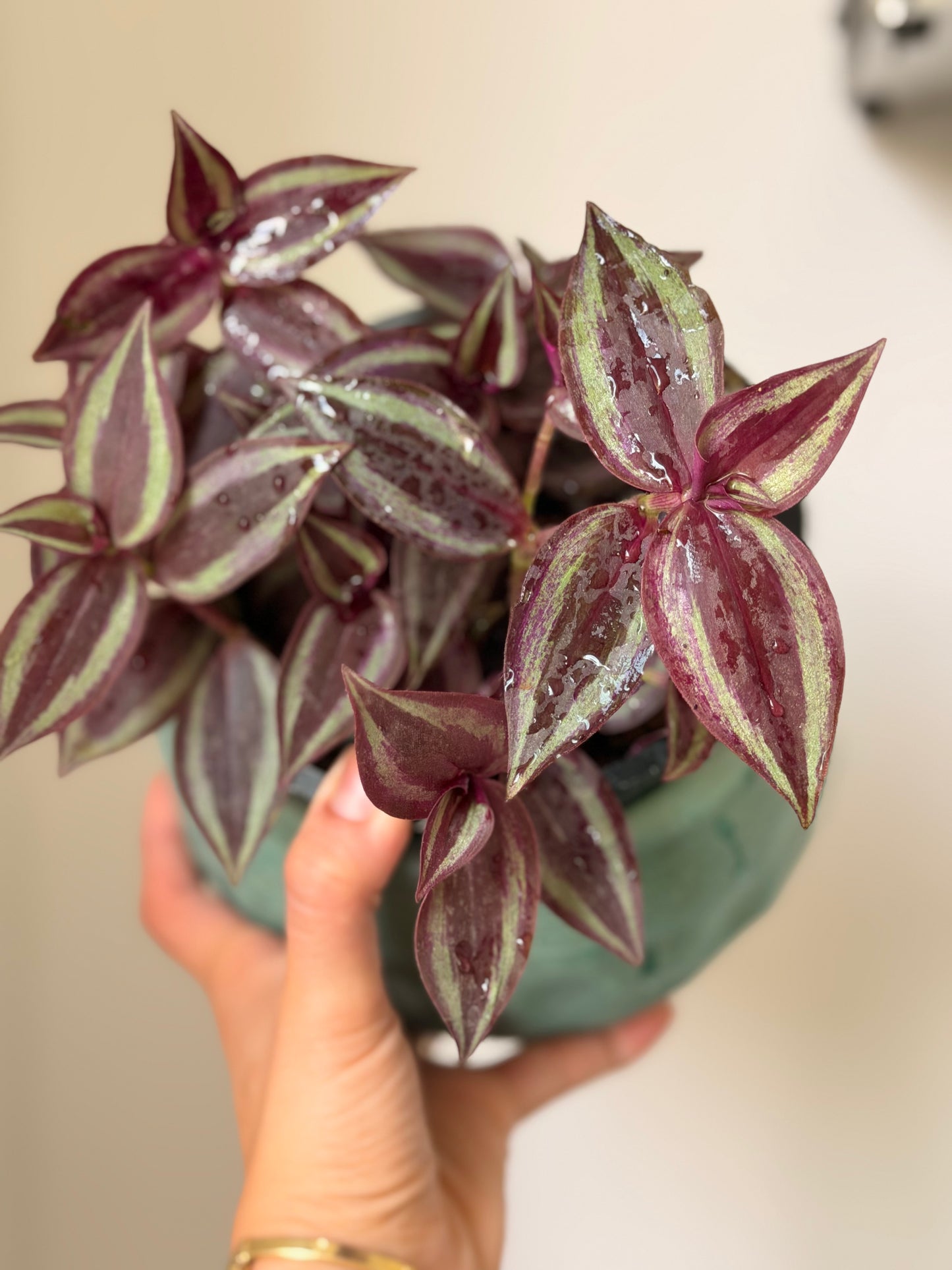 Inch Plant (Tradescantia)