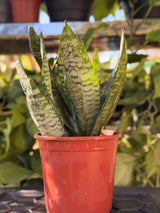 Snake Plant