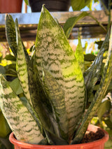 Snake Plant