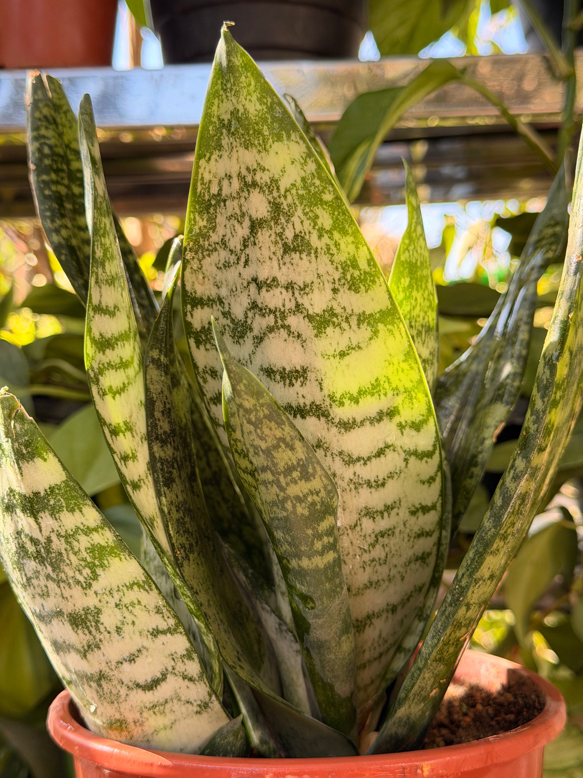 Snake Plant