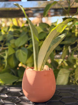 Moonshine Snake Plant