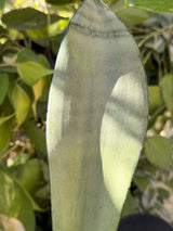 Moonshine Snake Plant