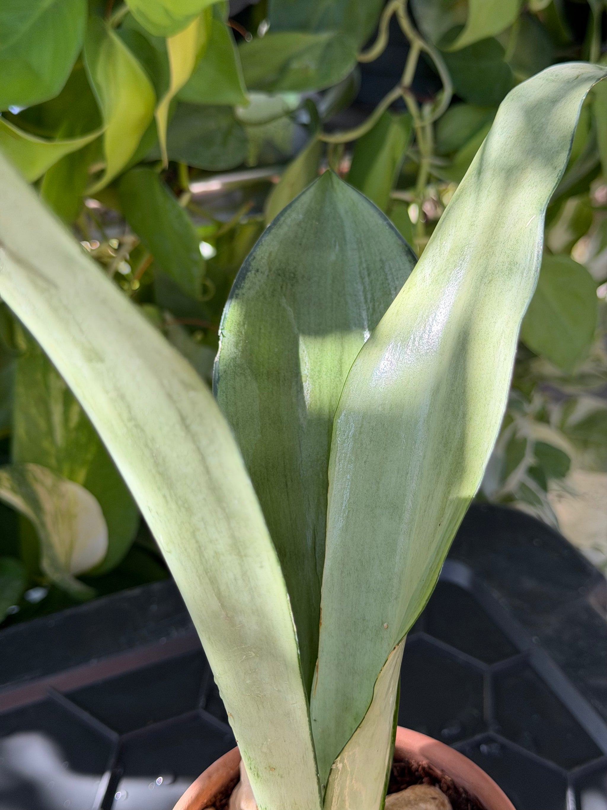 Moonshine Snake Plant