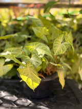 Syngonium Arrowhead
