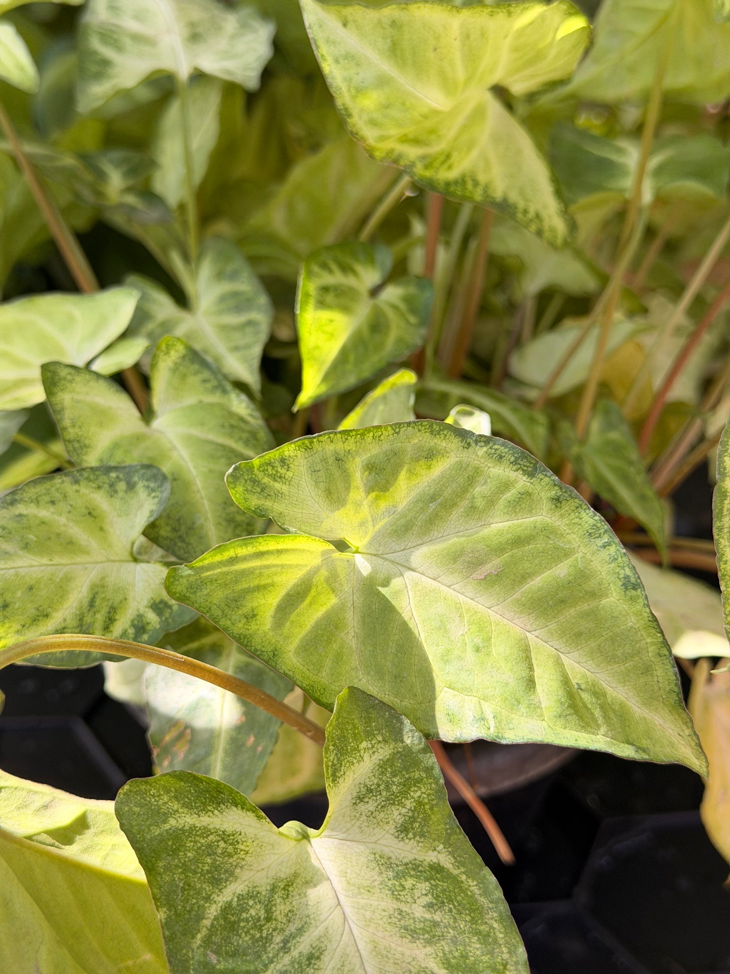 Syngonium Arrowhead