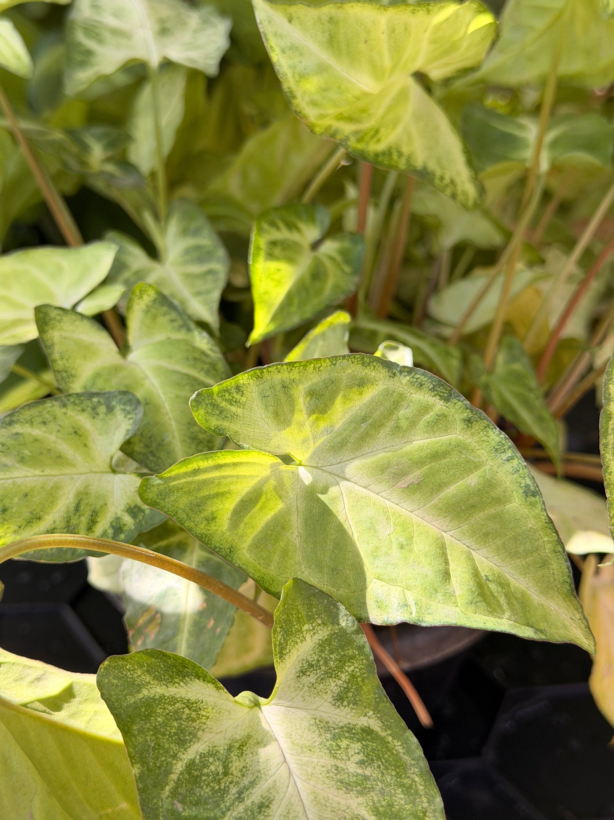 Syngonium Arrowhead