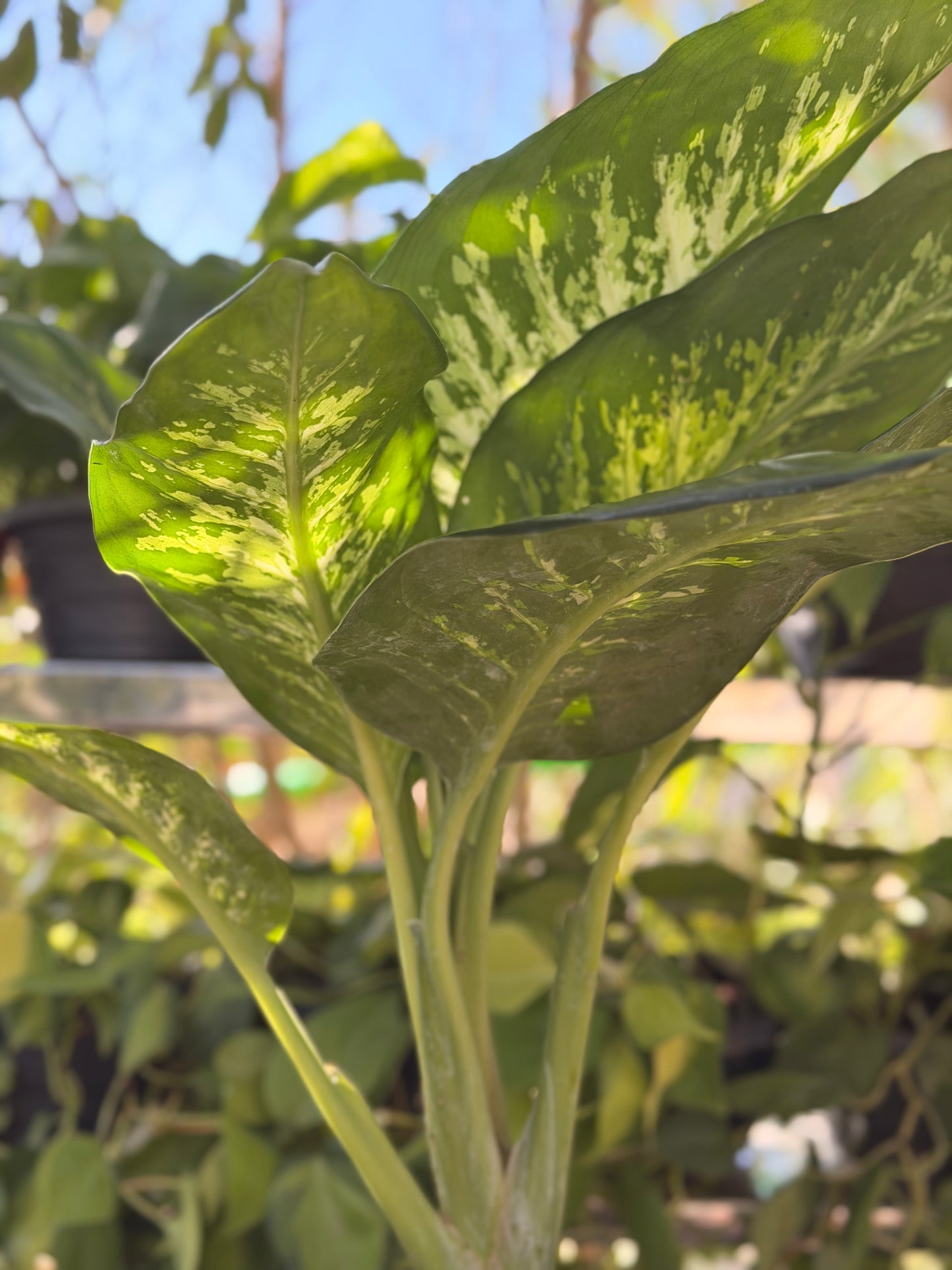 Dieffenbachia