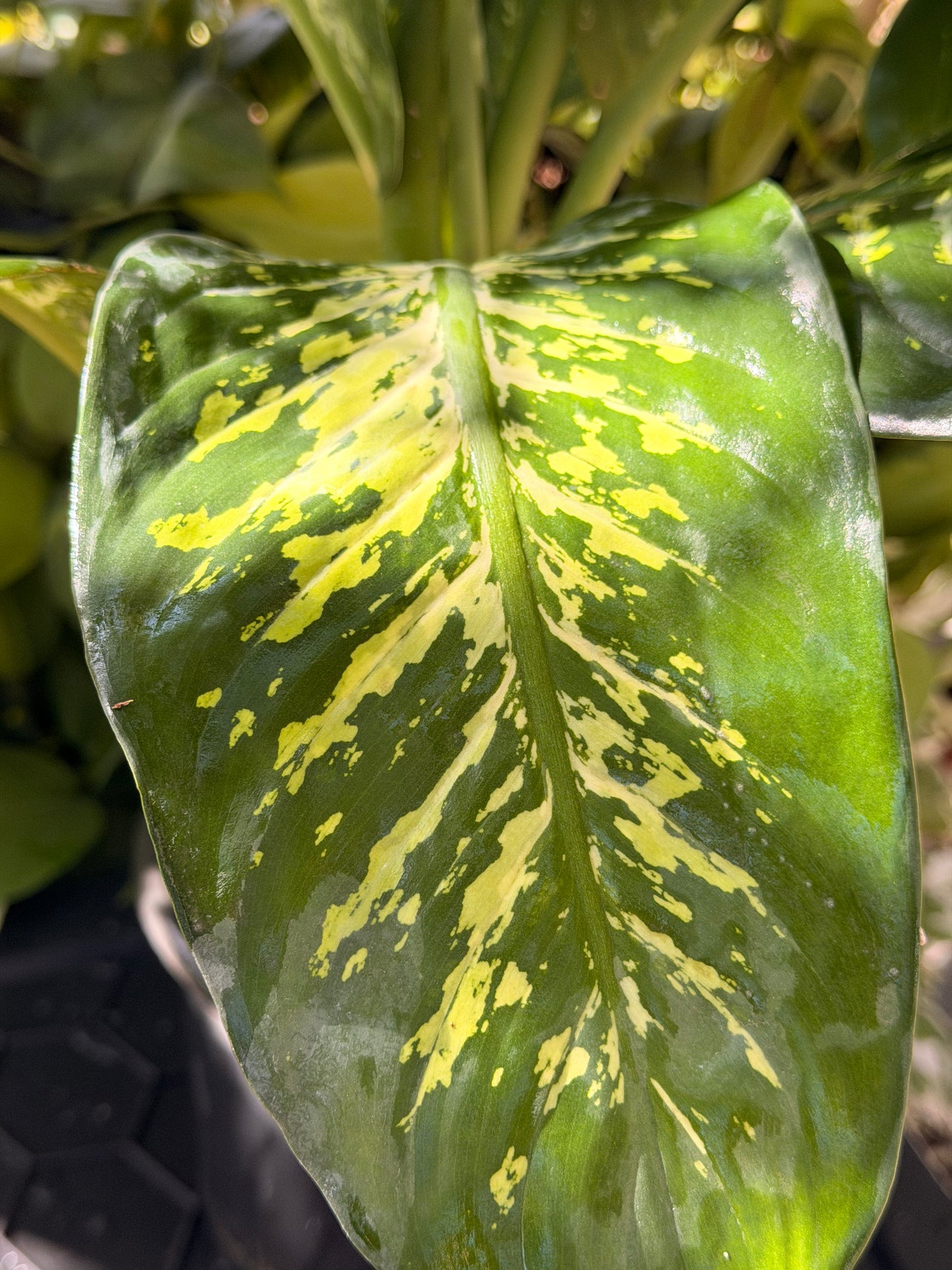 Dieffenbachia