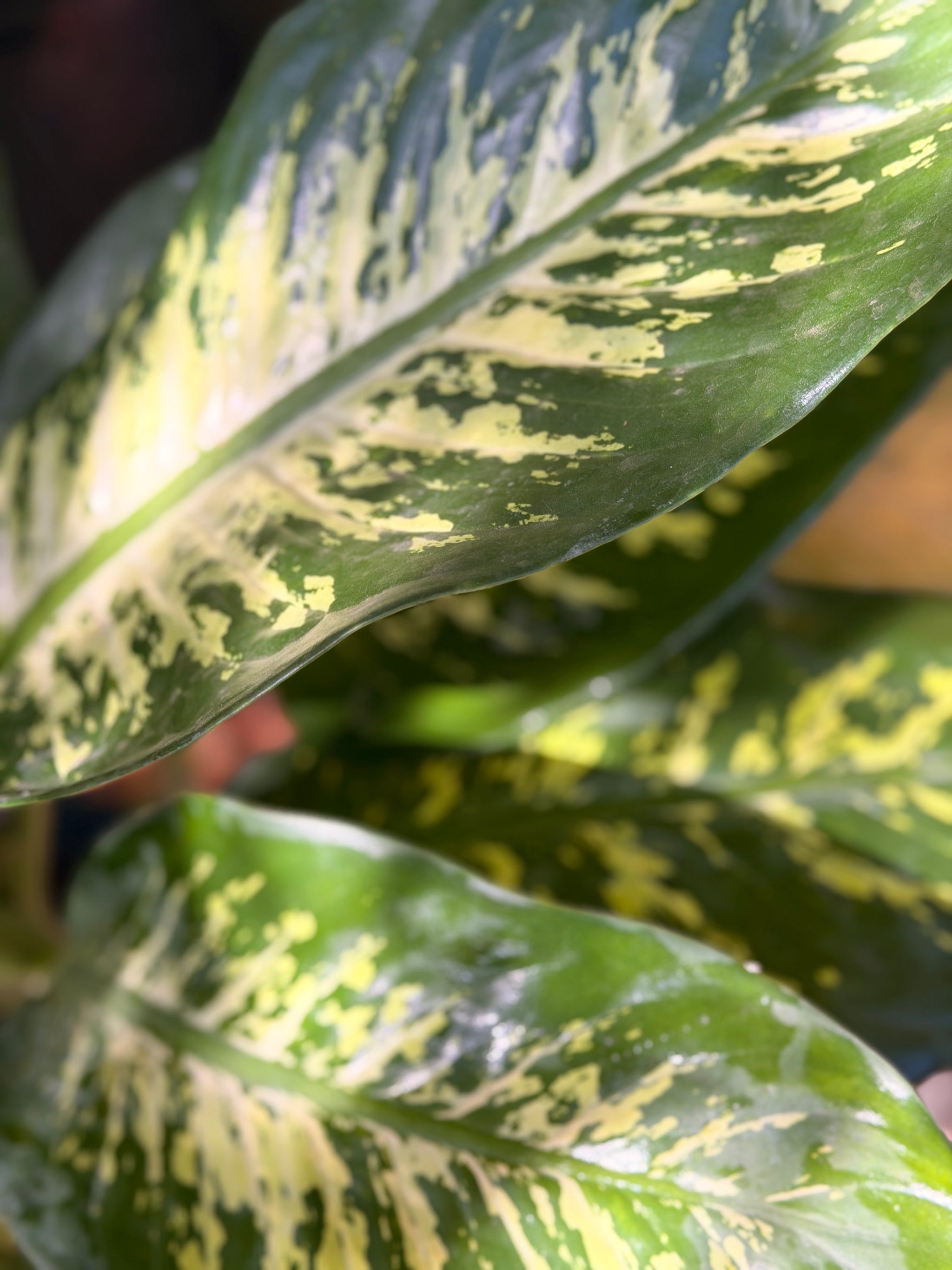 Dieffenbachia